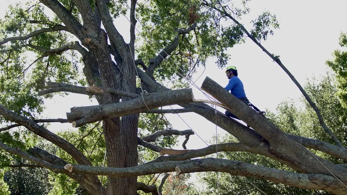 Professional Crown Thinning performed by certified arborists in Cheriton